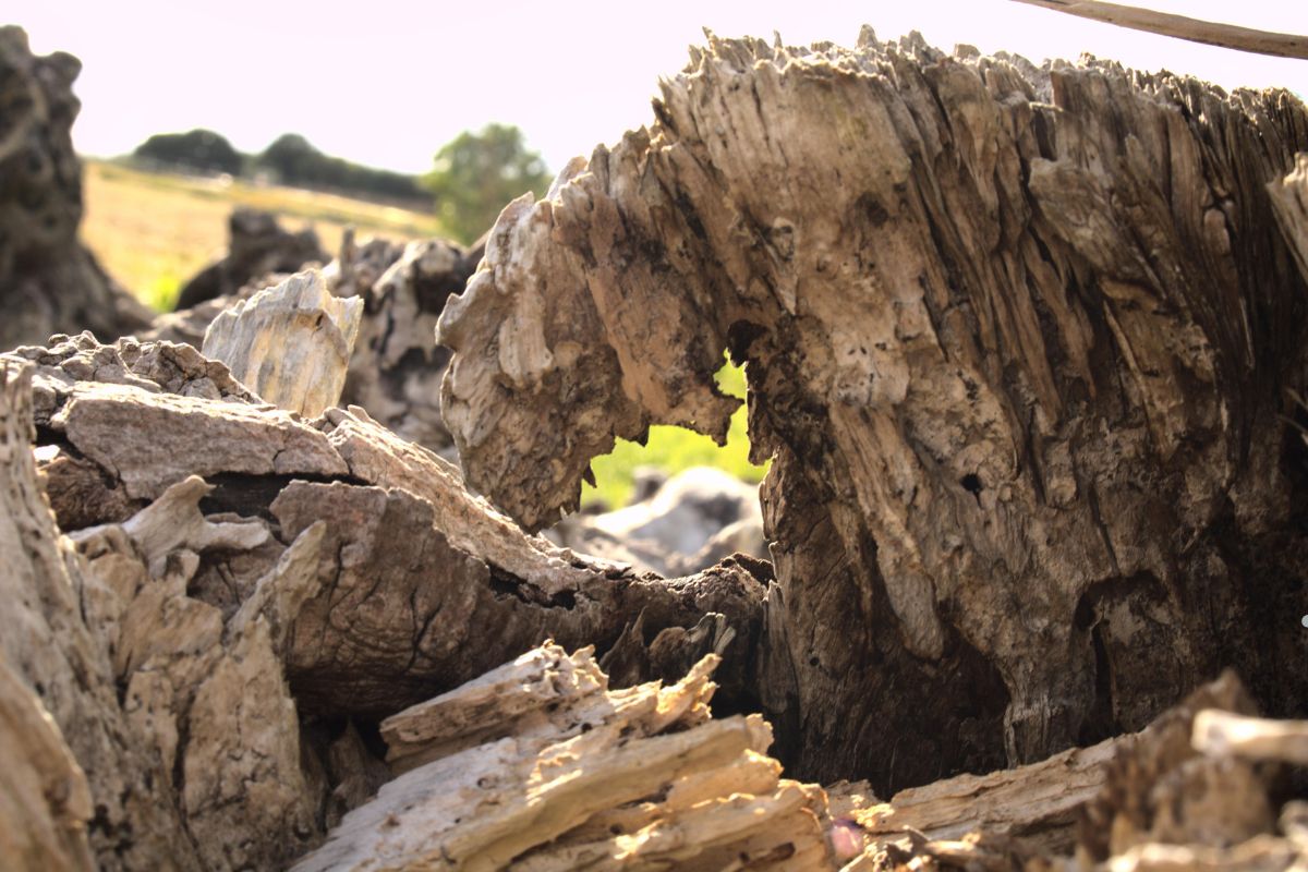 Detailed view of a tree stump with a hole, emphasizing its natural texture, relevant for furniture repair service.